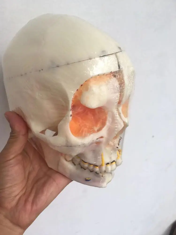 Skull model showing teeth, sinuses, arteries and nerves