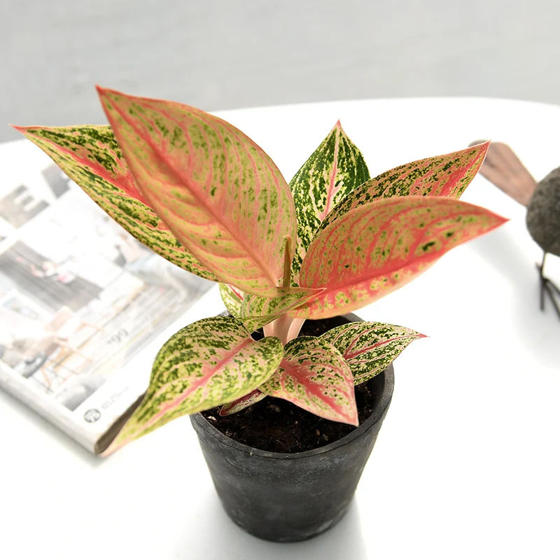  Низкая цена оптовая продажа красивая золотая звезда орнамент Aglaonema листва живые растения