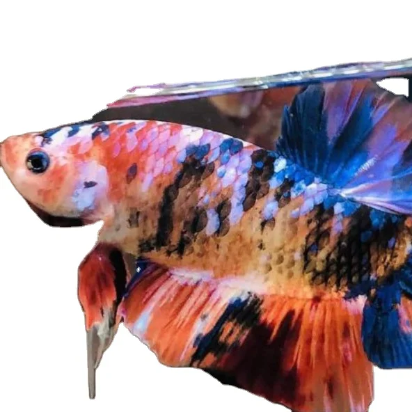 
GIANT KOI GALAXY HMPK BETTA- Muticolor Thailand Betta Fish Premium Quality Plakat Siamese Fighting Fish Ornamental Aquariums 