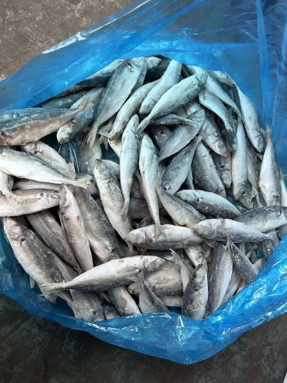 Ready stock Fresh Fish Seafood Frozen Seafood Round Scad