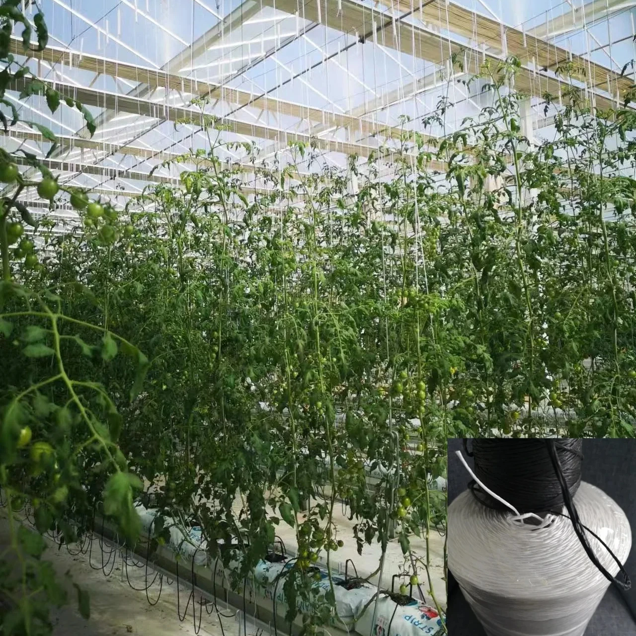 2mm add UV protect pp split film baler twine string tie banana or tomato in agriculture greenhouse