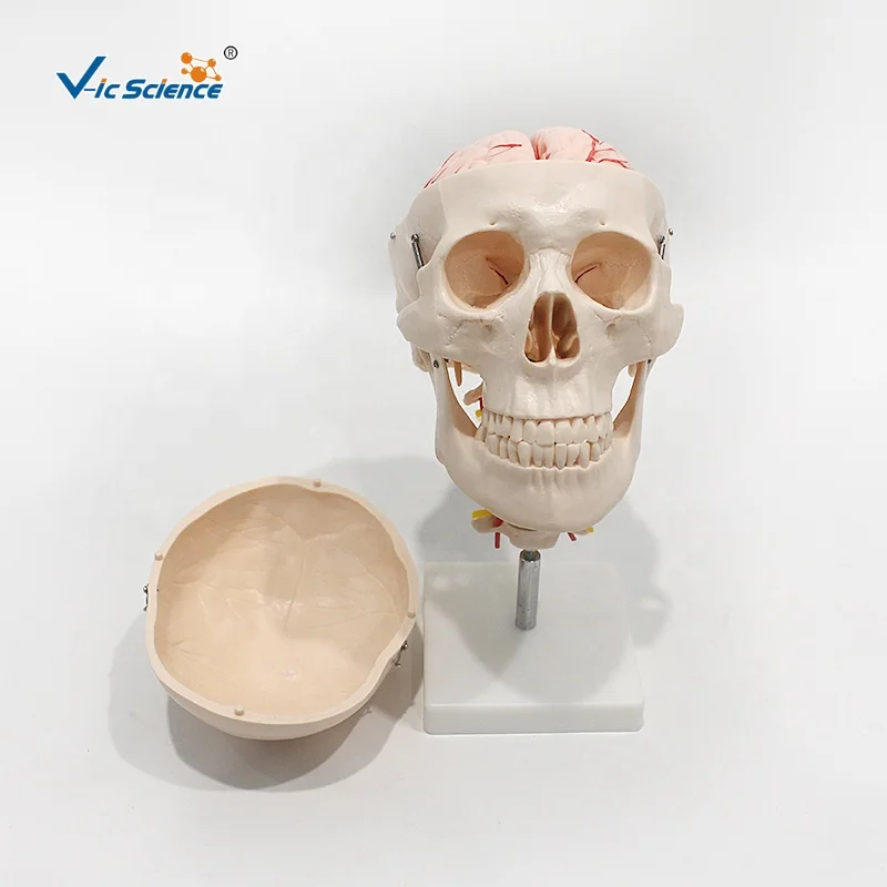 Череп с 8 частями мозга и шейного отдела головы шеи Анатомия человеческого черепа модель