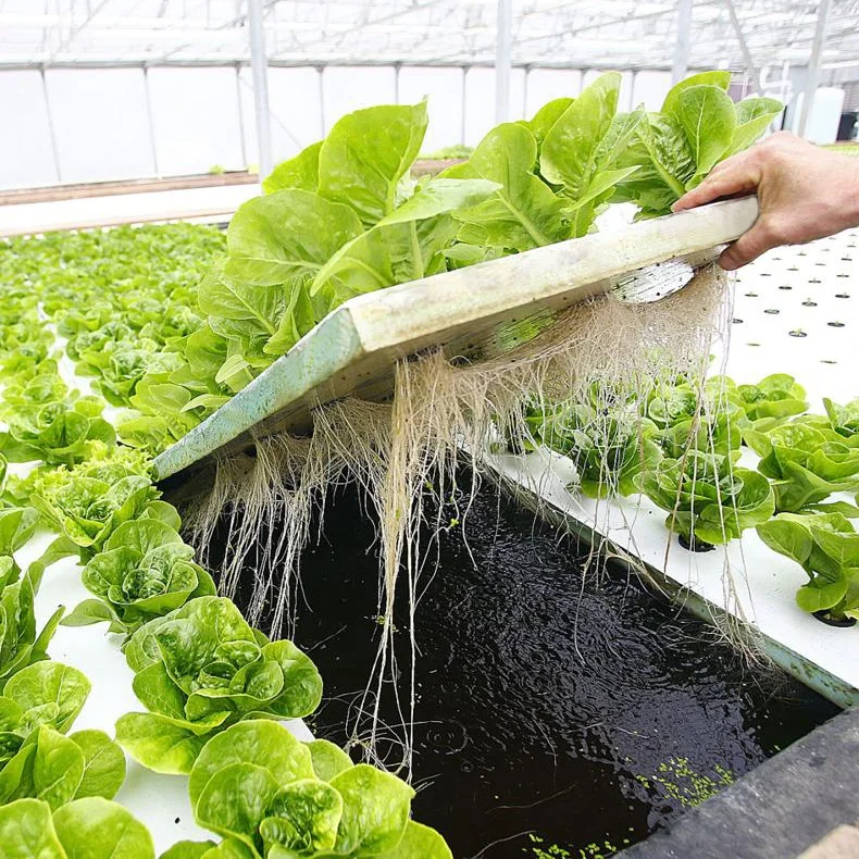 Agriculture Grow Board Hydroponic Beds High Density Xps Hydroponics Dwc Floating Raft Growing Foam B