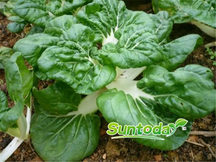 
harvester improve seedlings pakchoy Chinese vegetable cabbage seeds 1kg/bag 