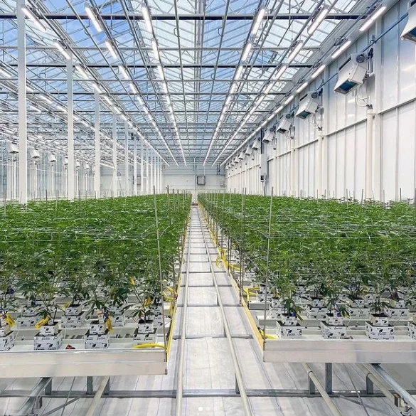 Greenhouse Top Light High Powerful Efficient Shadow Free New Full Spectra LM301H 600w Led Horticulture Linear Grow Light