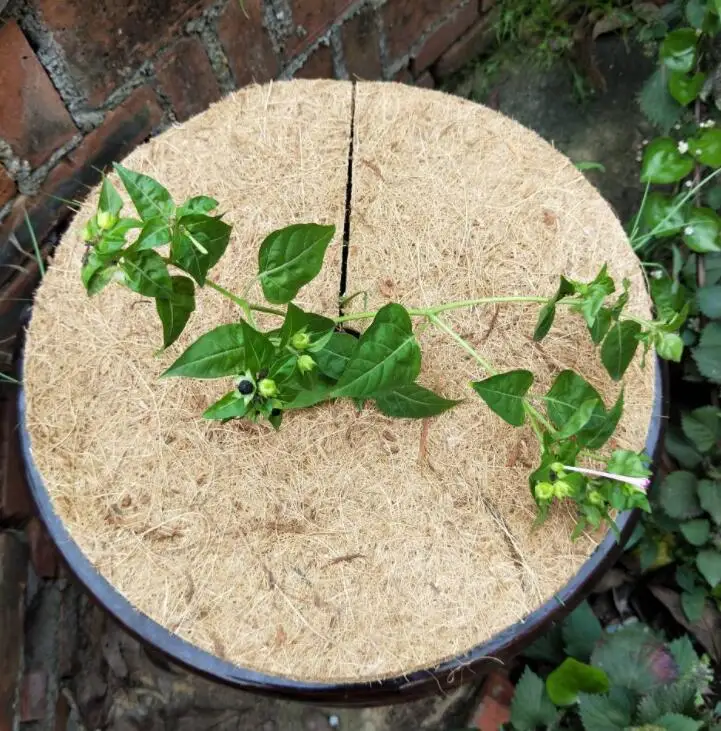 Flower pot balcony vegetable hanging flower basket plastic wall coconut palm gasket insulation pad