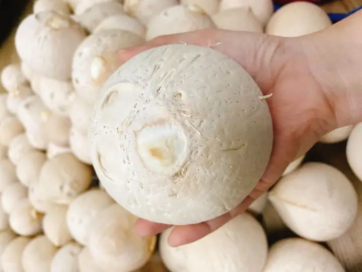 HOT HOT HOT Siamese Coconut Made in Viet Nam - Competitive price in the export market 2023