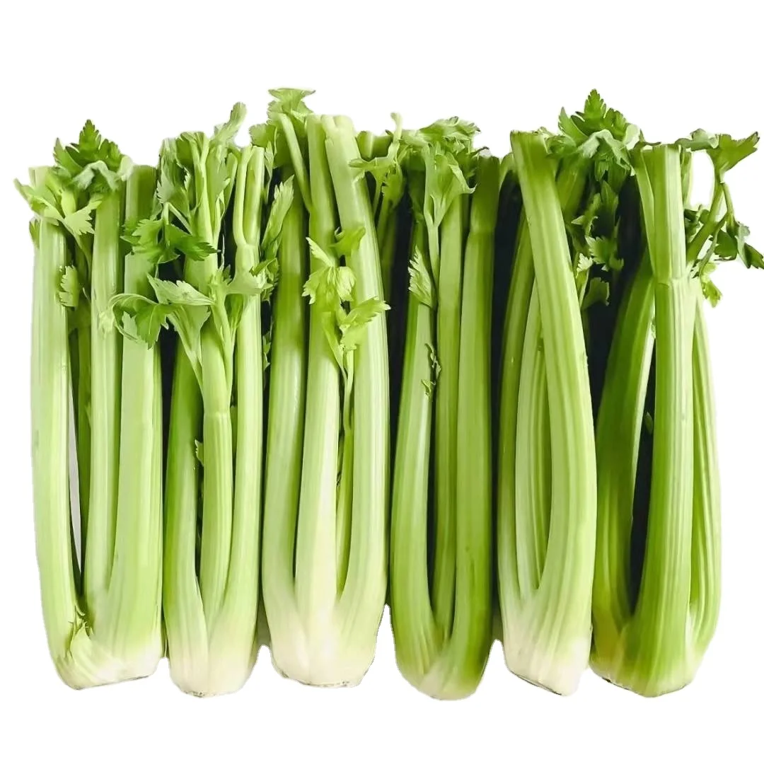 2021 new crop  Fresh Green Celery from China  factory price fresh celery  hot sale Chinese celery
