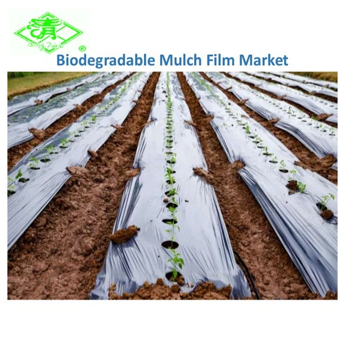 Top manufacturer silver and black mulch film for agriculture