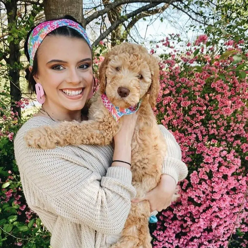 Scrunchies Hair Ties Pet Bandana Luxury Collar Cat Dog Bandanas Bibs Wholesale Dog Scarf