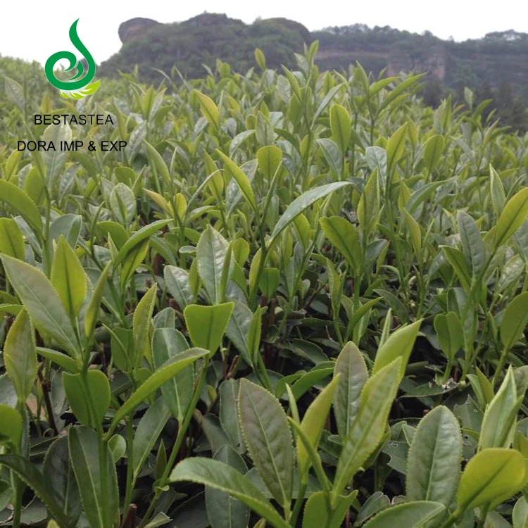 Высококачественный тайваньский чай Oolong с молоком, тайваньский органический чай Oolong Jin Xuan с высокой горой