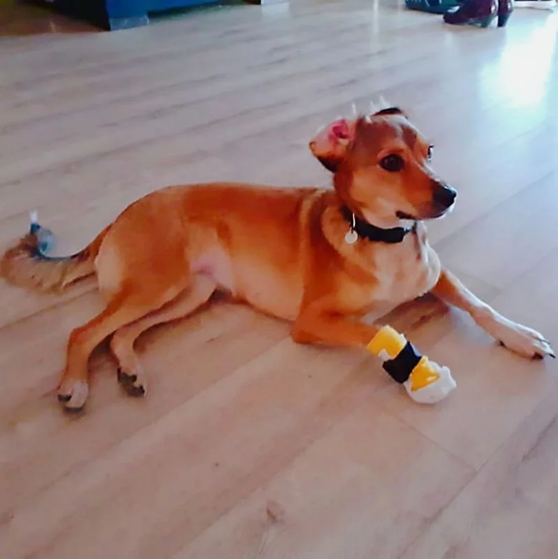 Flexible Comfortable Orthopedics Thermoplastic Splinting Sheet Rehabilitation Brace for Pet Dog Cat Leg Fracture