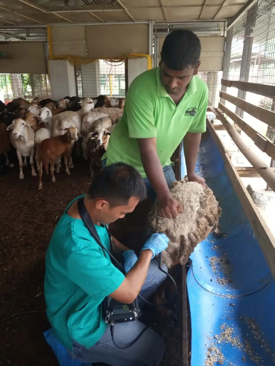 JM-807F Veterinary Handheld Sonar ultrasound Goat Sheep Ultrasound for Small Shape Animals