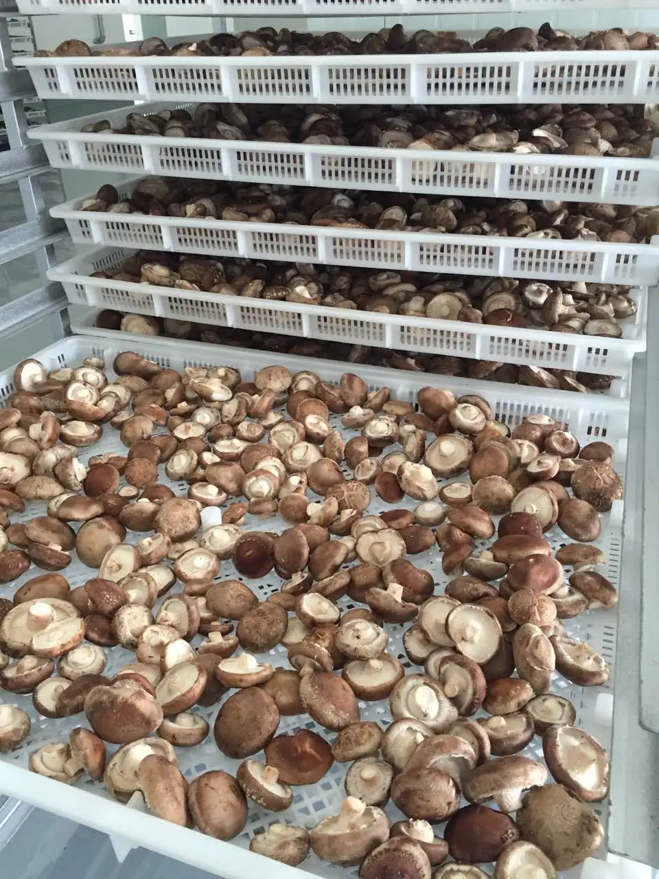 Autoclavable Gusseted Mushroom Growing Kit Filter Patch Bag White Style MUSHROOMS Plastic Color Weight Material Shelf Raw Origin