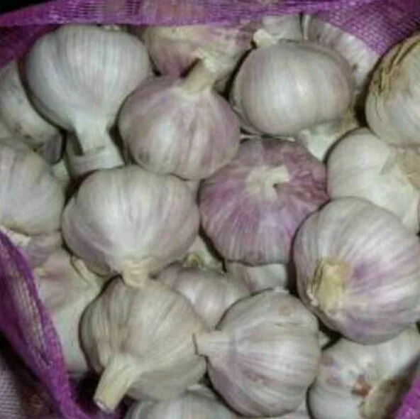 Chinese normal white garlic fresh garlic China supplier optimum garlic wholesale price