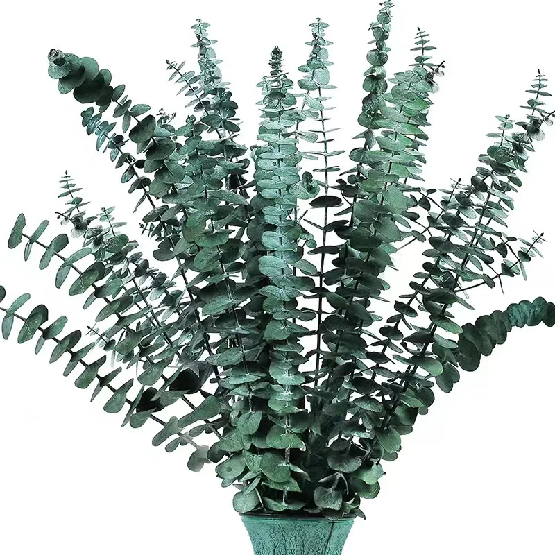 17' Natural Dried Eucalyptus Leaves Hanging Fragrance Real Plant Preserved Eucalyptus Stems For Shower Home