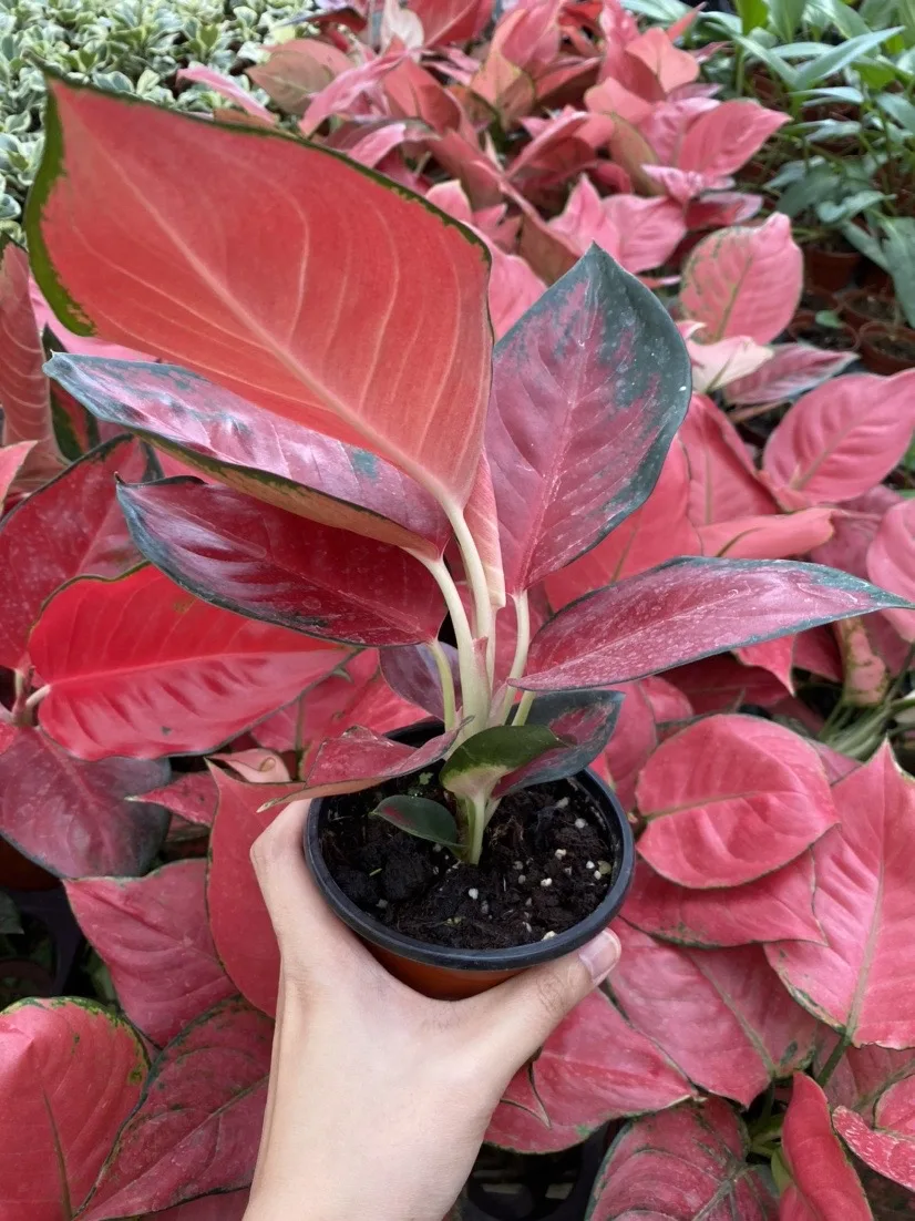  Aglonema aglaonema красный Dongfangred Suksom