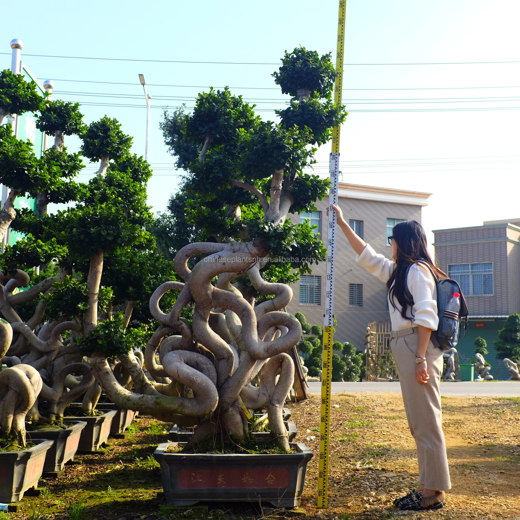 
Strange root ficus bonsai tree of outdoor plants for nursery garden landscape 