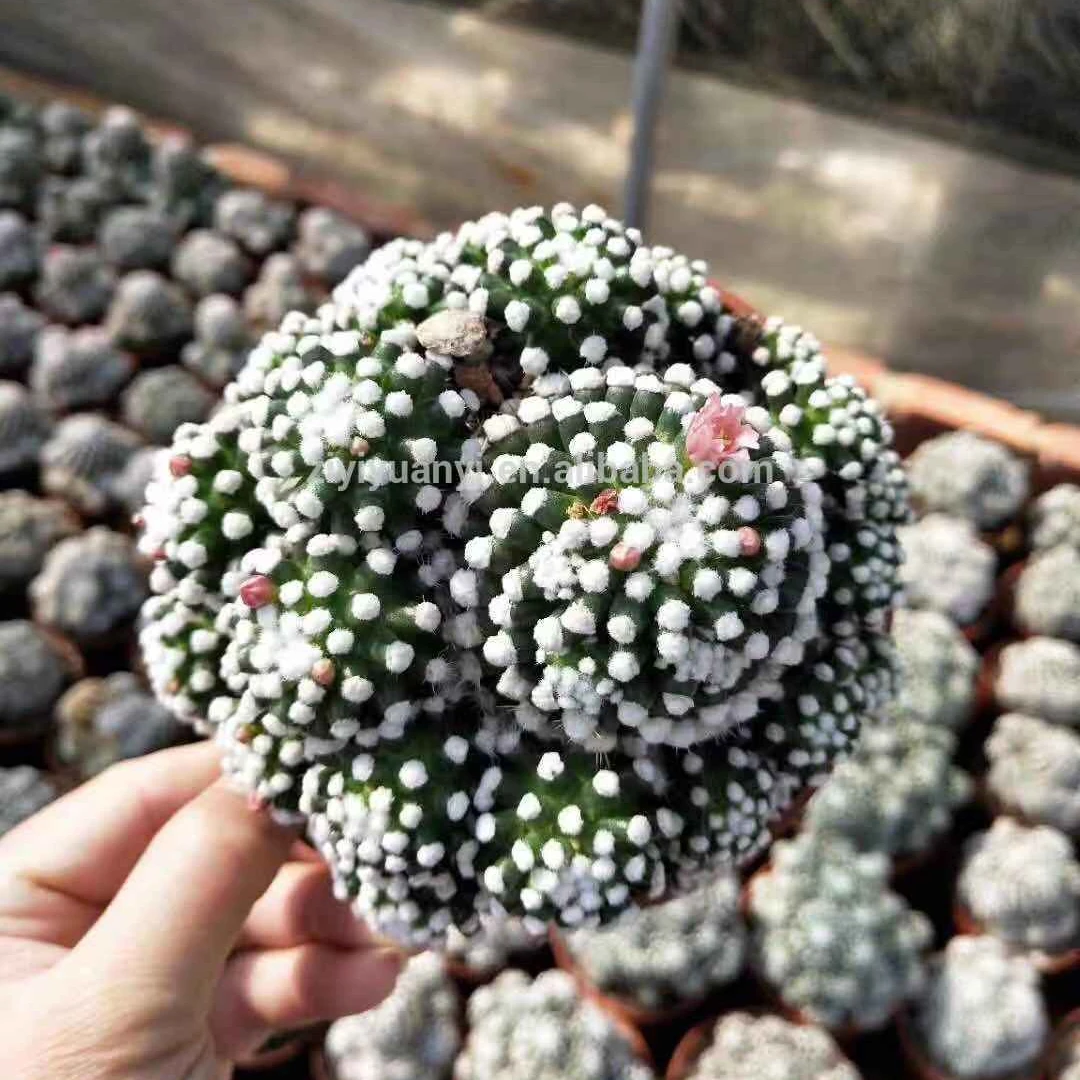 Кактус с несколькими головками Mammillaria gracilis настоящий кактус натуральное растение древесные растения Цветущий кактус