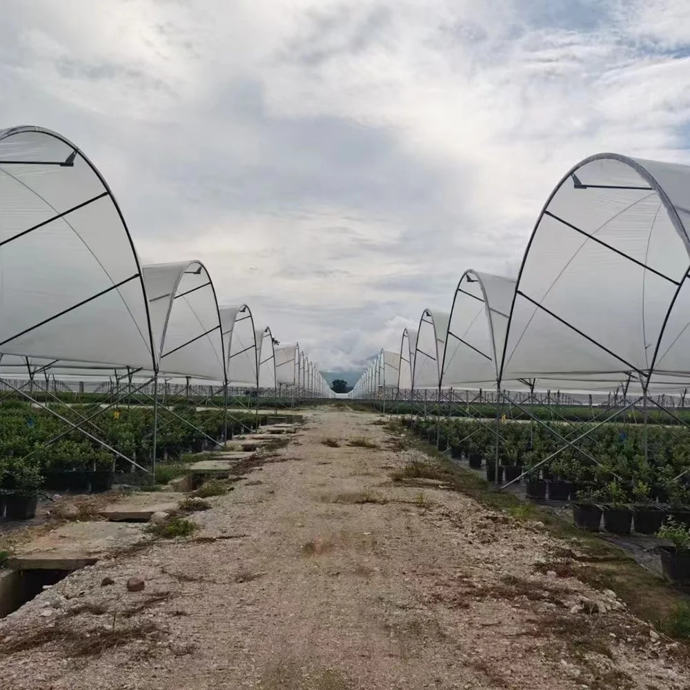 Baolida agriculture growing tent rain shelter green house frame berry greenhouse for tomatoes