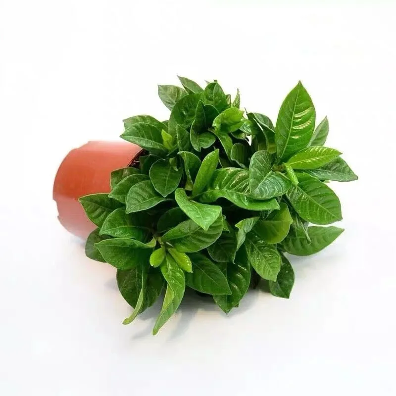 
 2020 оптовая продажа, китайская зеленая Весенняя комнатная натуральная гардения бонсай, жасминоиды  