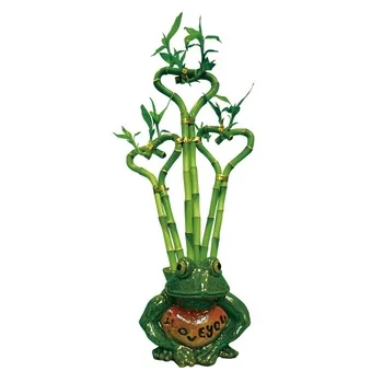 loved shape dracaena sanderiana indoor lucky bamboo plant