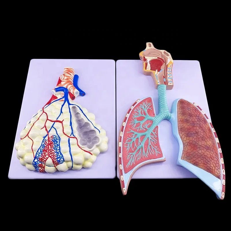 Plastic 3d Human Respiratory System lung with larynx model with magnified alveolus