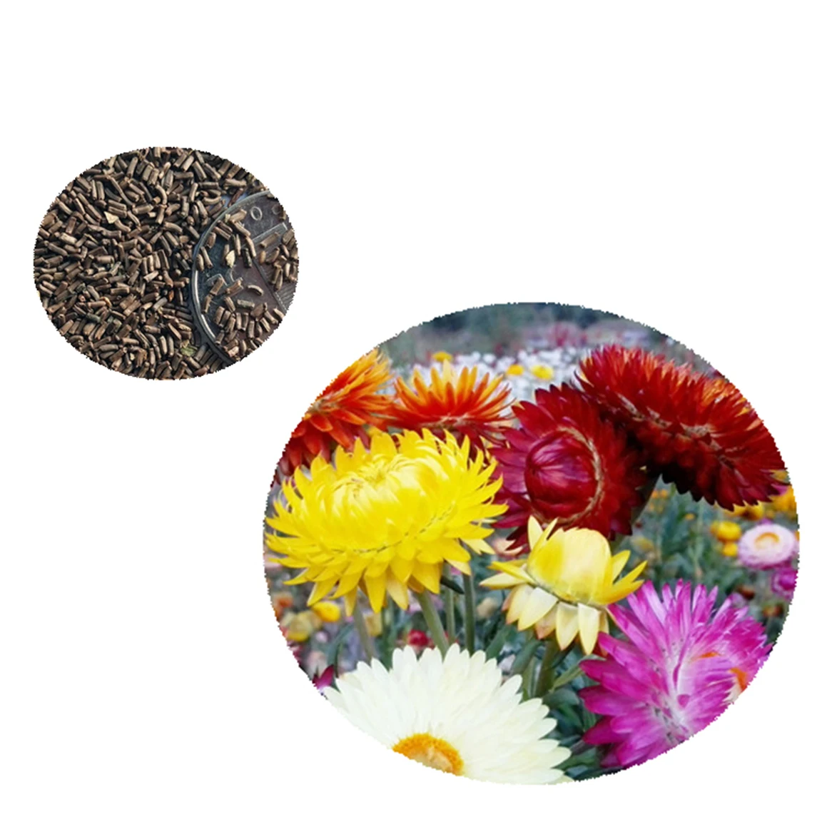 Высокое качество, высокий большой смешанный Helichrysum, семена брастеата/семена цветов для садовых растений