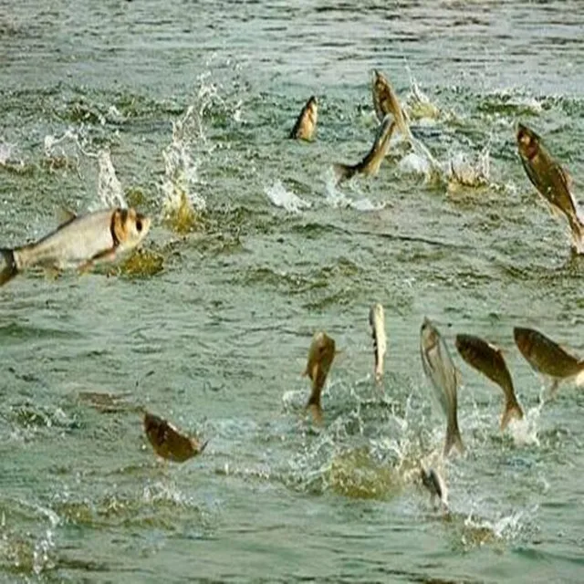 Заводская поставка, пробиотики для рыбных креветок, бензиновые бактерии для системы biofloc