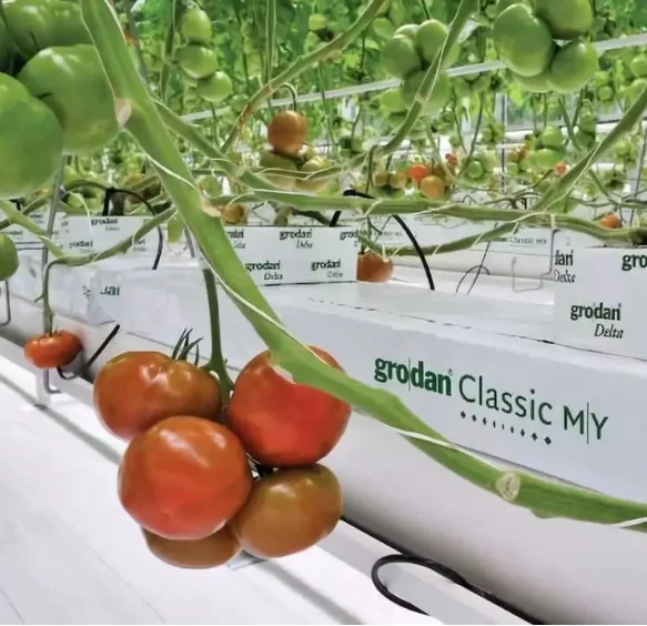 Hydroponic Growing Systems Greenhouse for Tomato