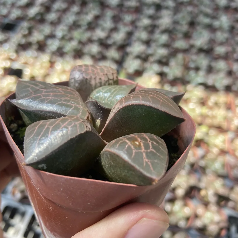 Прямая продажа, About7cm красные живые растения, суккуленты, живые растения оптом для комнатных и уличных бонсай растений