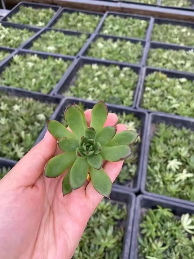 Factory Direct Sales Large Plant Tray Plastic Rice vegetable bean Nursery Seed Tray