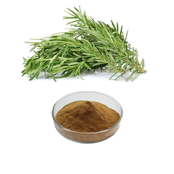Manufacturer Supply Rosemary Extract  Price Carnosic Acid Organic Rosemary