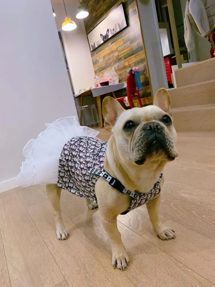 JXANRY Spring and Summer new Teddy Dress French Bulldog Clothes Fat dog Popular Logo Jean Strap Skirt Stretchy Comfortable Pet