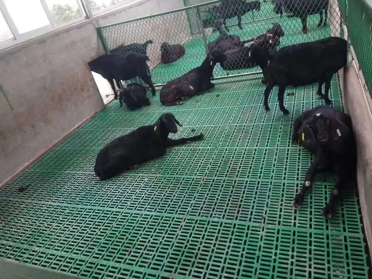 Farm Equipments 60*60CM plastic flooring for goat House/Pig farm slat floor