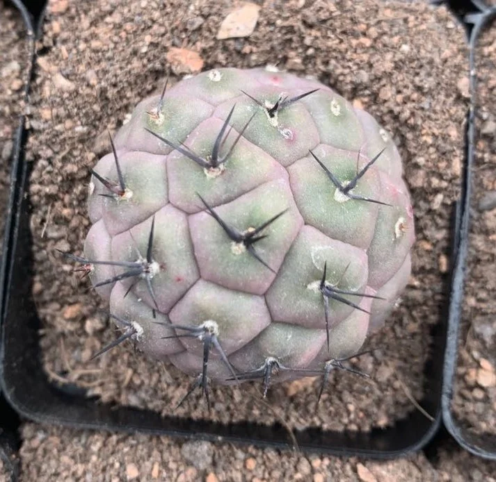 
Low price natural beauty real plant cactus Tephrocactus geometricus variegata for sale 