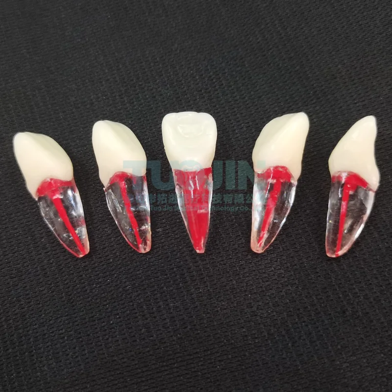 Dental Endo Tooth Root Models Rotary Files RCT Endodontics Practice Block Pulp Cavity Dentistry Training Resin Model
