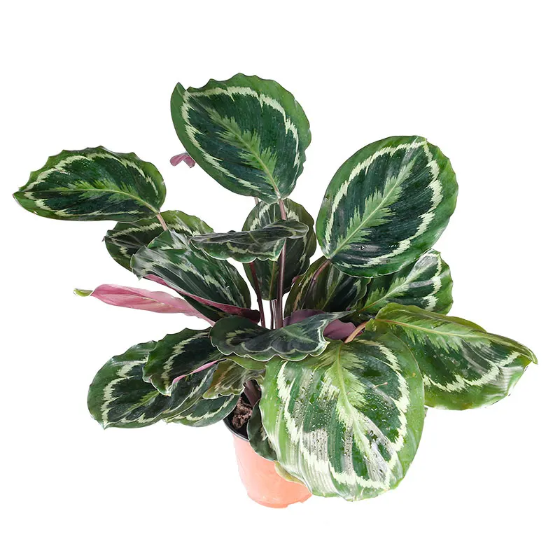  Комнатное наблюдение за листвой Calathea Shinestar подвесные цветы в горшке живые зеленые растения оптовая продажа по низкой