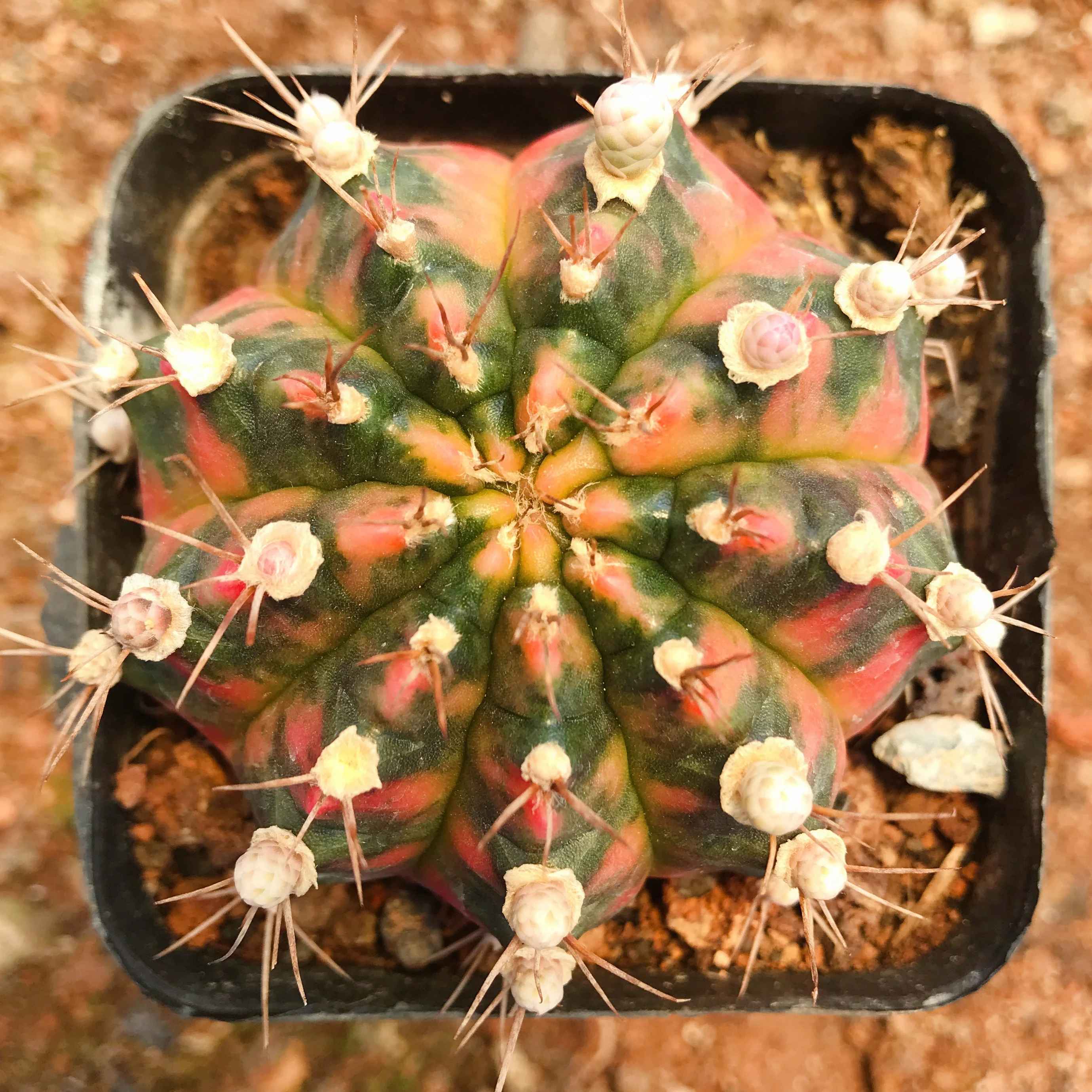 
Low price natural beauty real plant cactus gymnocalycium mihanovichii variegata for sale 