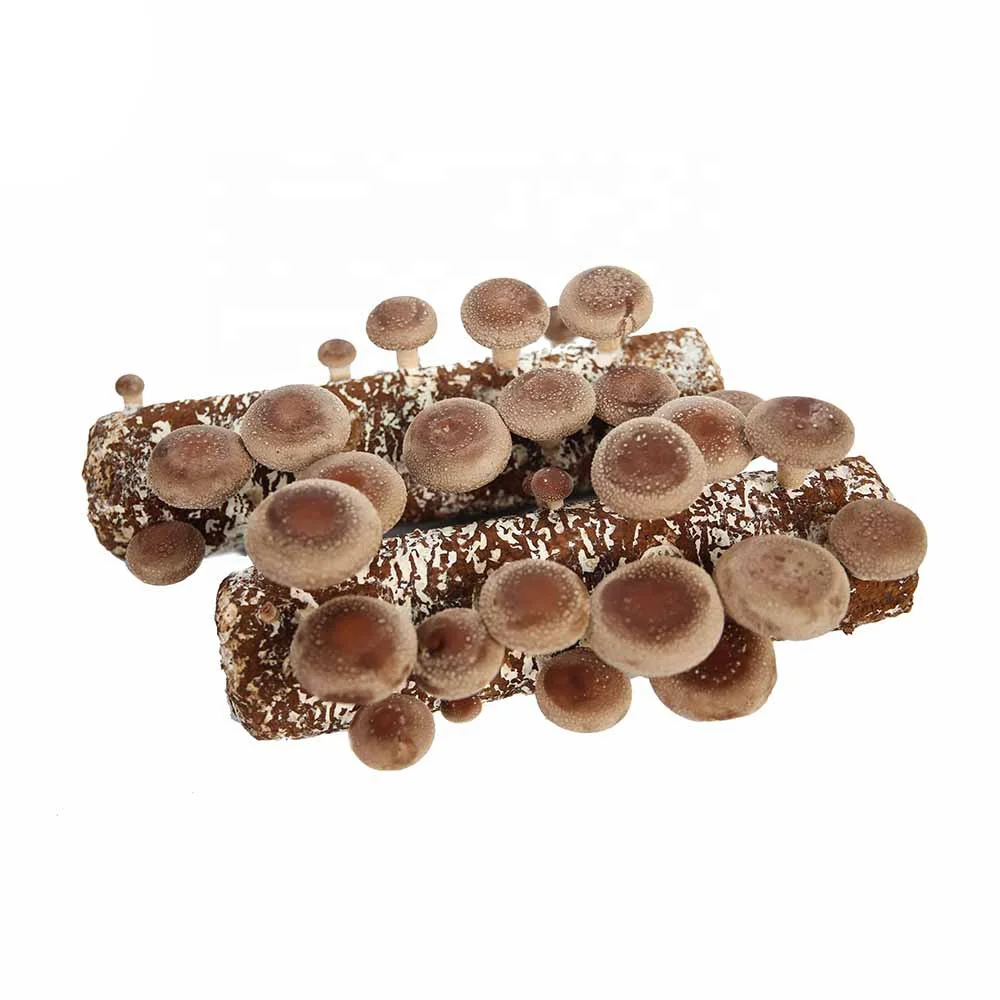 Съедобный гриб shiitake, мешок для грибов mycelium spawn shiitake spawn Grow log