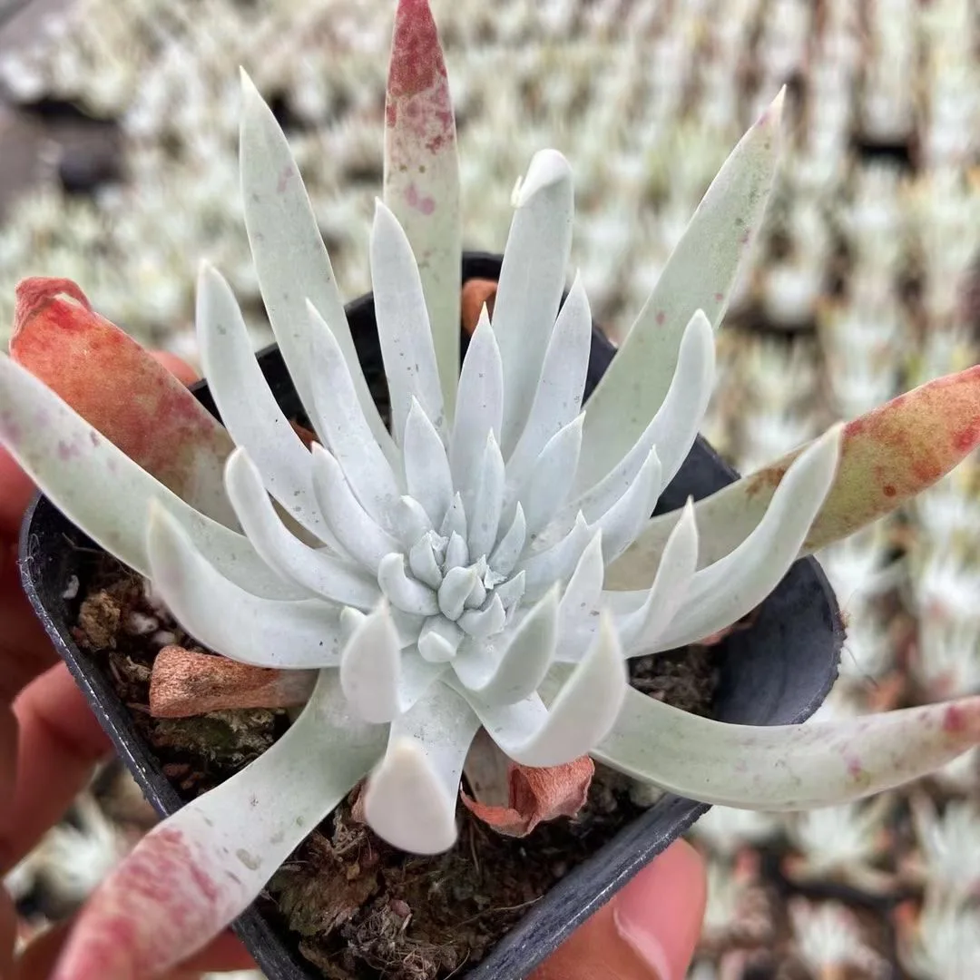 6.5cm Pot Natural Plants Crassula Dudleya nubigena For Nursery Wholesale Live Succulents Indoor Plant