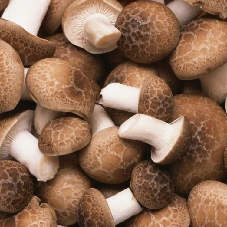 delicious mushrooms