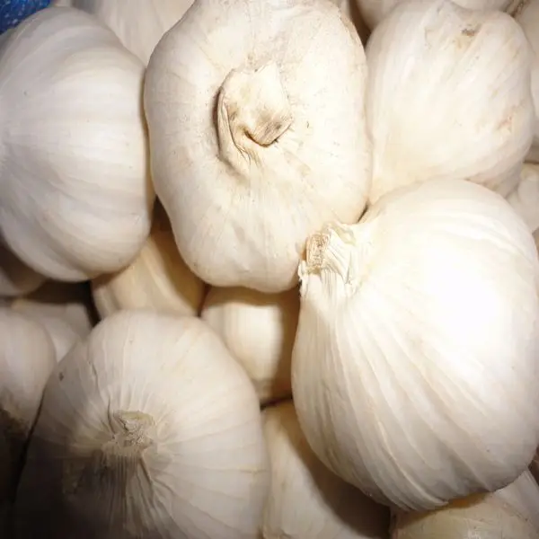 export high quality fresh vegetable normal white pure white garlic 4.5-5.5 cm