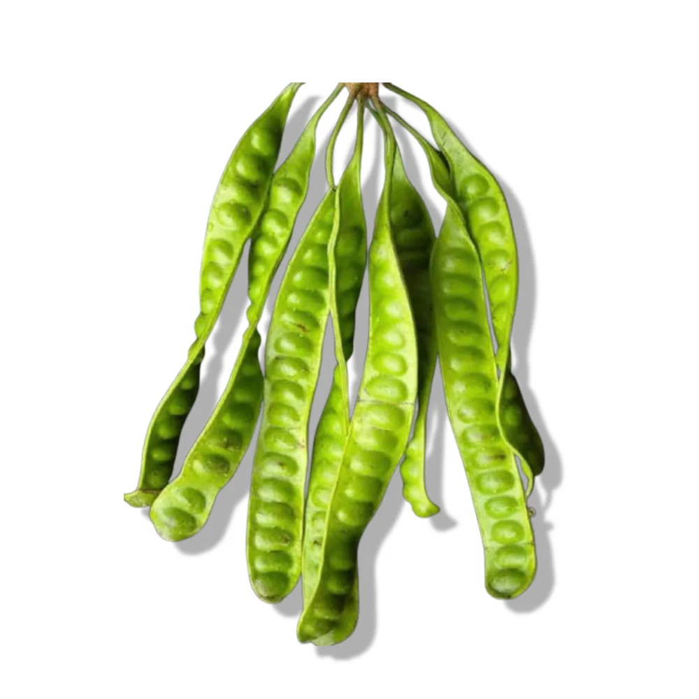 Fresh Vegetables from Southern of Thailand Best Quality Good for Health PeTai or Parkia Speciosa