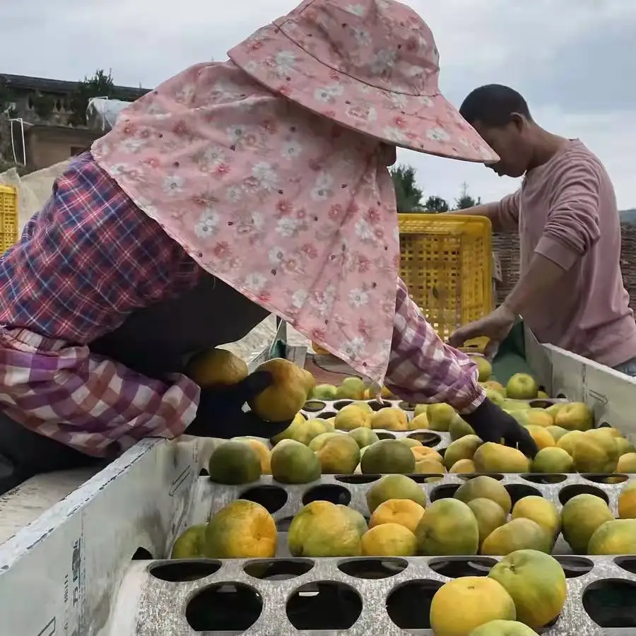 Fresh Ponkan Mandarin Orange
