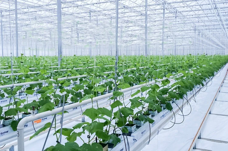  Сельскохозяйственные Гидропонные камнедробильные блоки с отверстием
