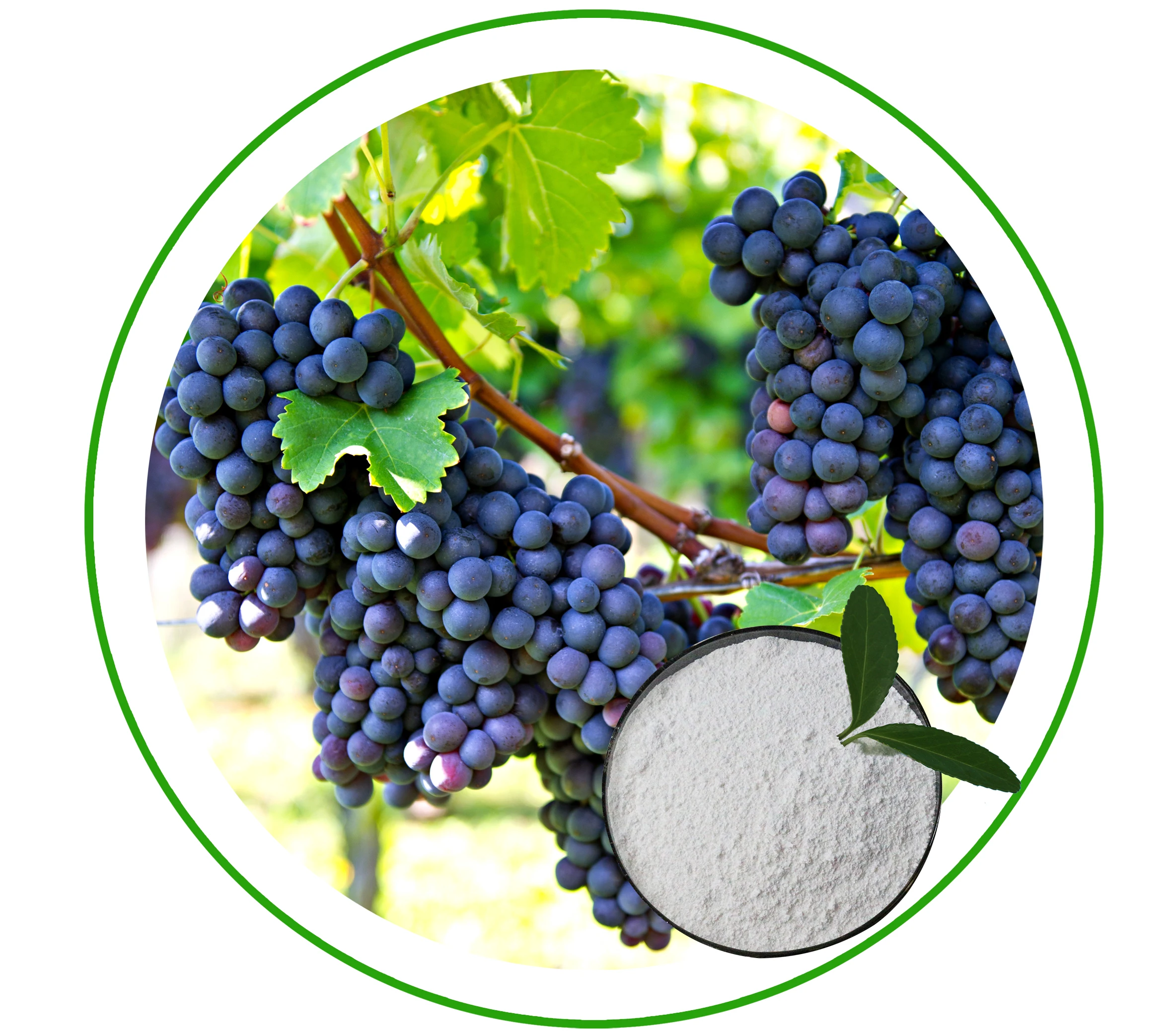 wholesale fertilizer manufacturer in china,The high quality Water soluble trace element fertilizer Calcium fertilizer