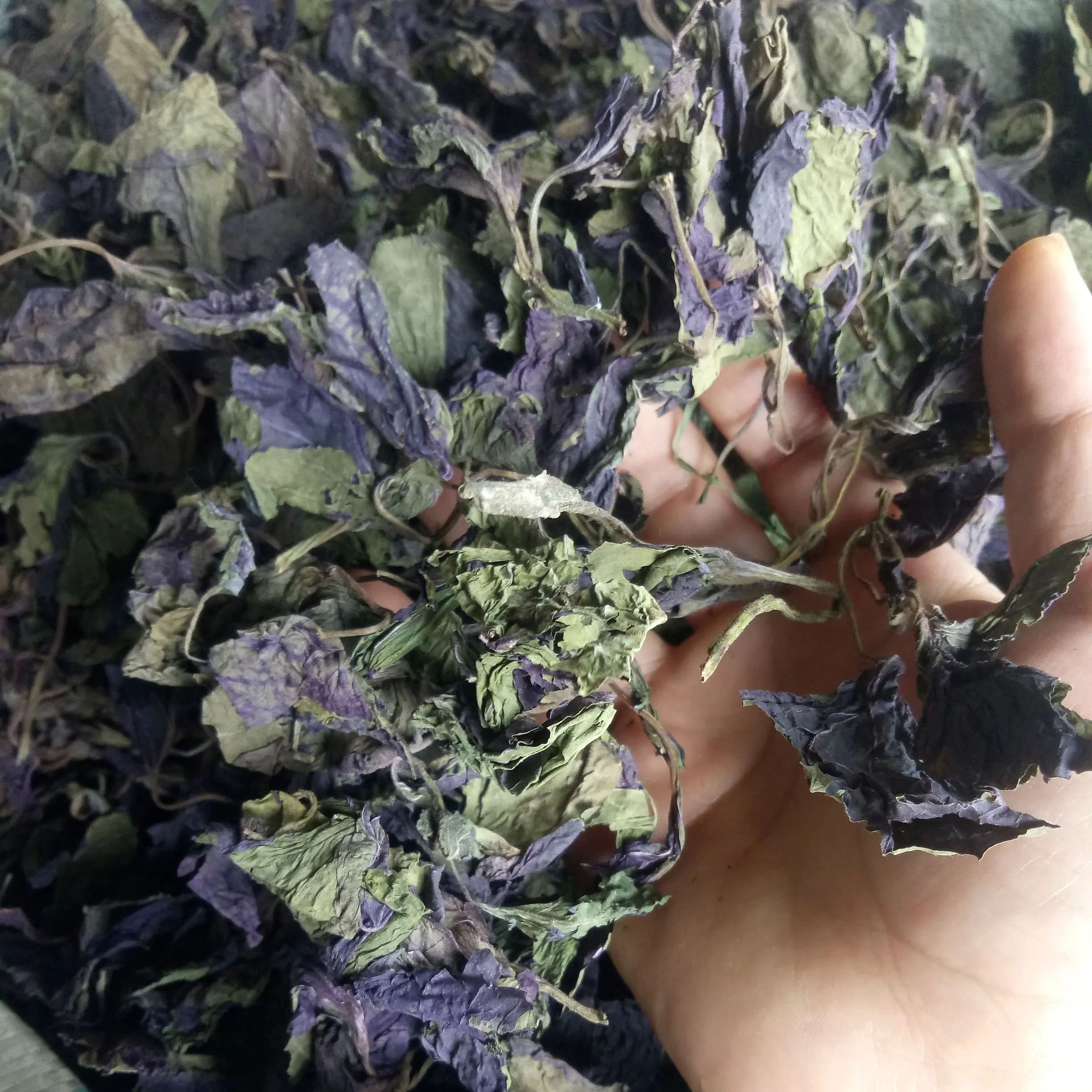 Zi su ye natural dried purple leaves Folium Perillae for spice