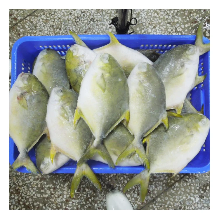 Fast Shipment Frozen Whole Round Golden Pompano Fish from China