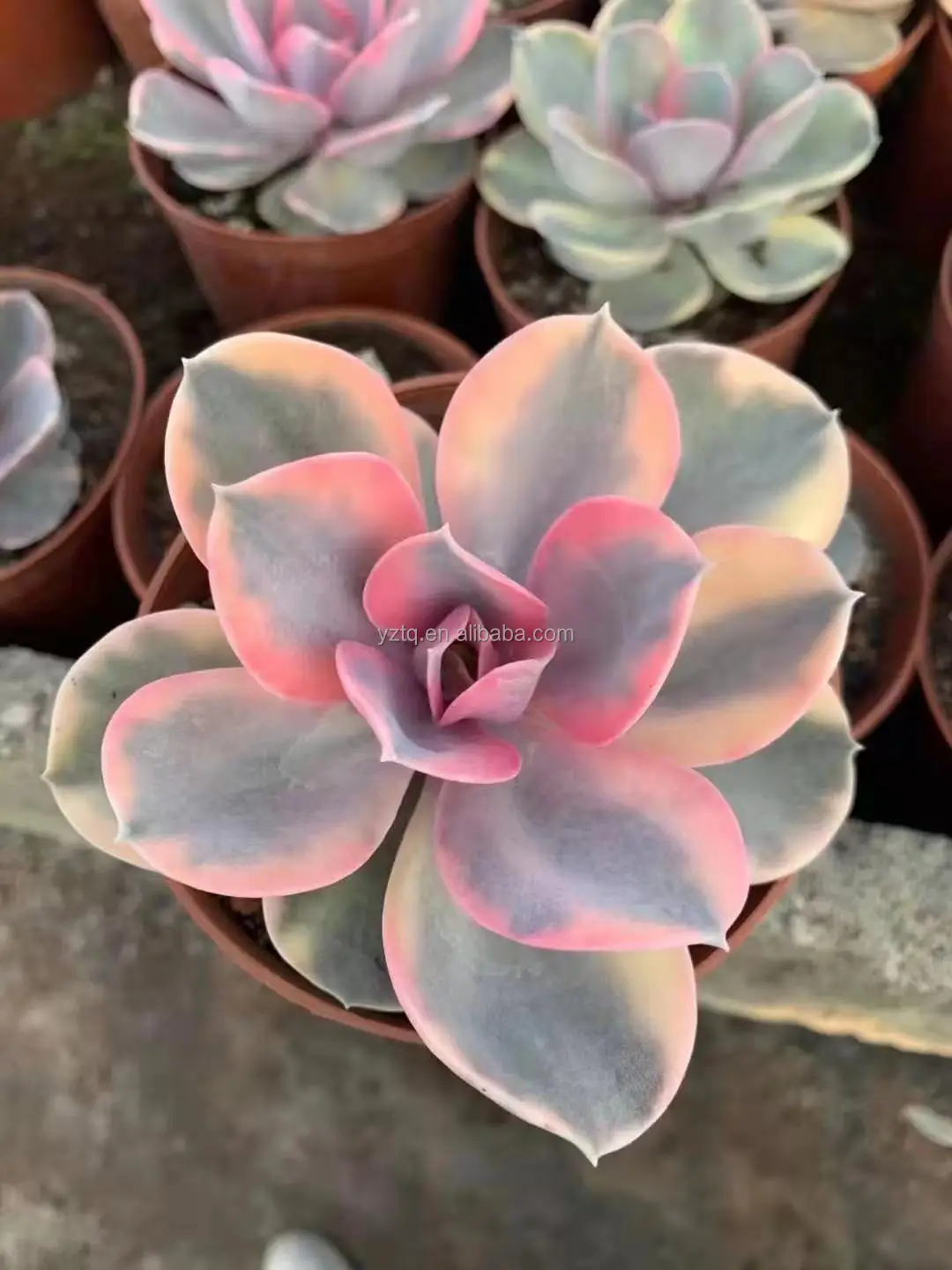 Редкие растения cheveria Радужный Розовый цвет суккуленты реальное растение небольшого размера Таиланд суккуленты кактус живое растение